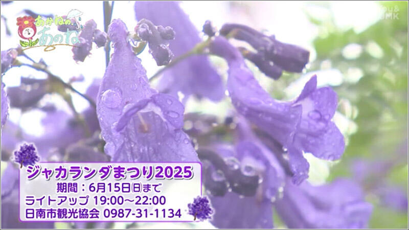06 ジャカランダまつり2025
