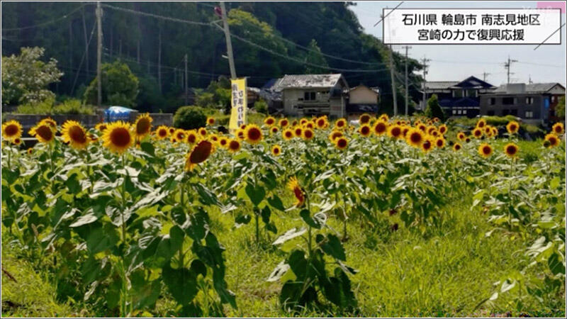 11 ひまわり