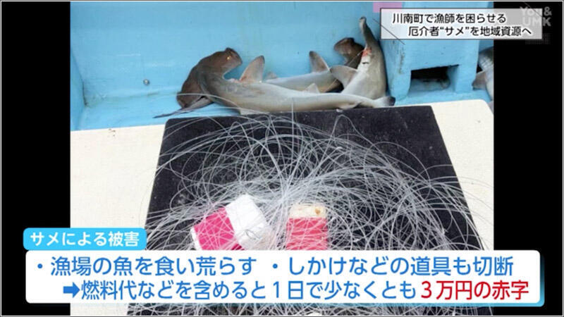 02 サメによる被害