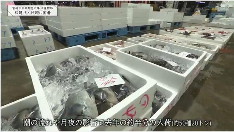 02 競り前の魚が並ぶ