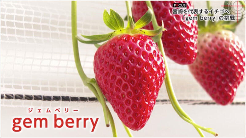 01 ジェムベリー