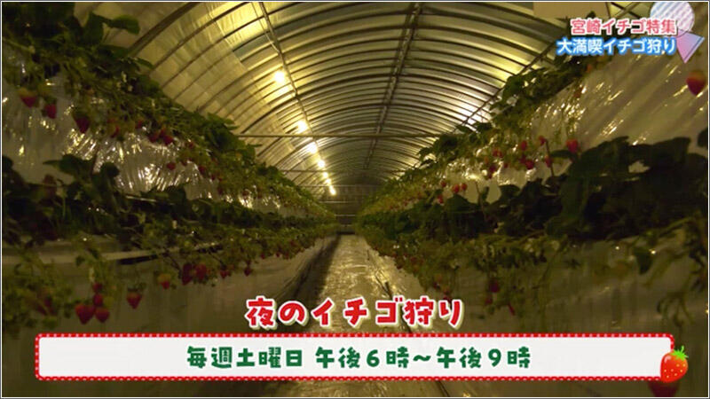 04 夜のいちご狩り