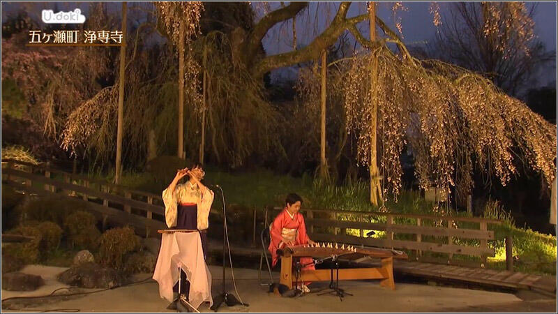 01 しだれ桜:和楽器の音色