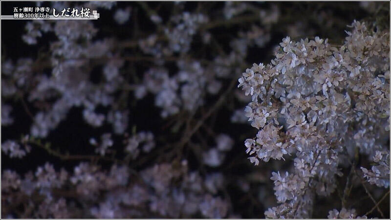 07 しだれ桜:ライトアップ