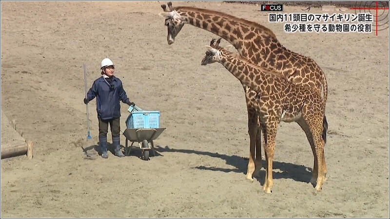 01 マサイキリン