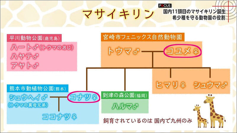 12 マサイキリンの家系図