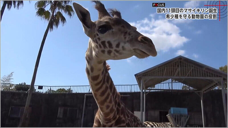 15 マサイキリン