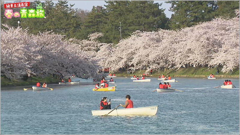 01 満開の桜