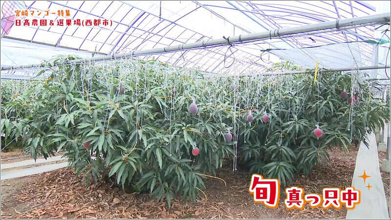 02 日高農園