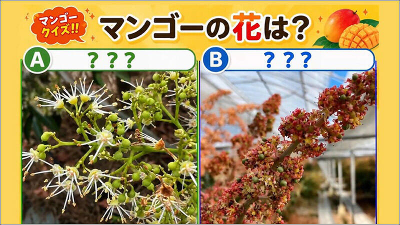 07 マンゴーの花は？