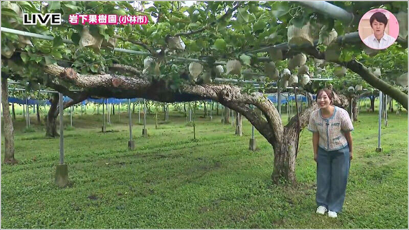 01 岩下果樹園