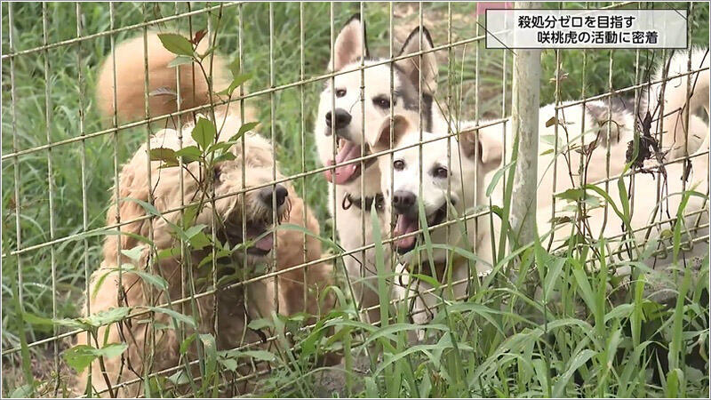 01 犬