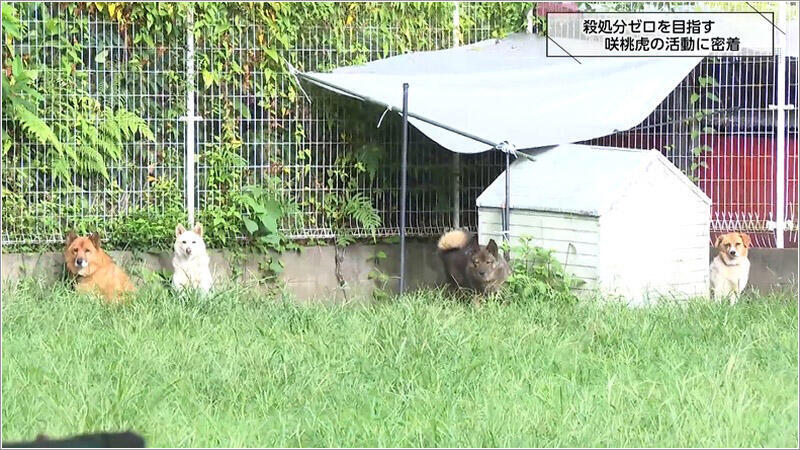 03 咲桃虎の保護施設 1