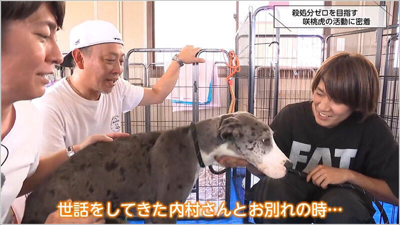 09 グレート・デーン