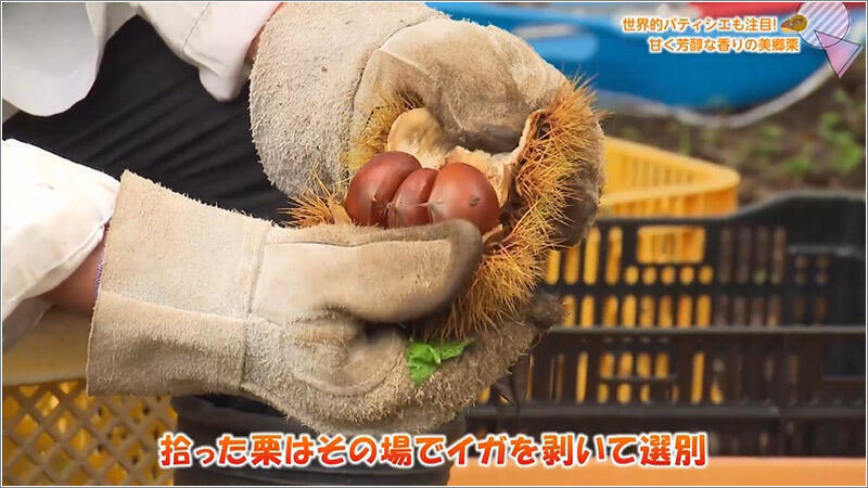 03 イガを剥ぐ
