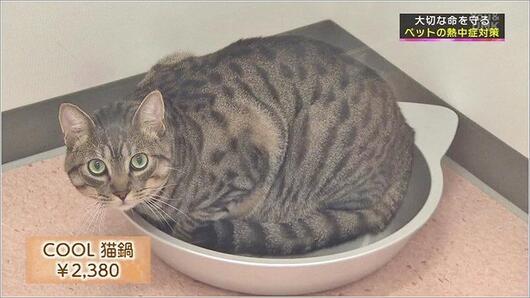 10 COOL 猫鍋　￥2,380