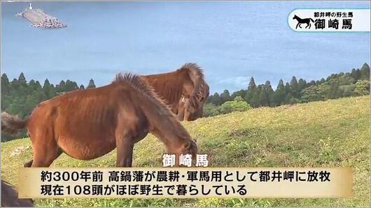 03 御崎馬 1