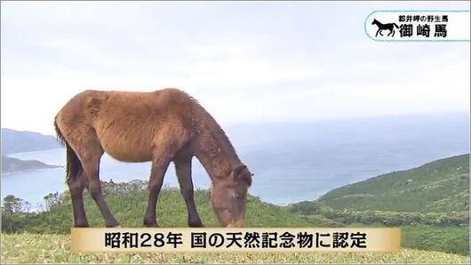 04 御崎馬 2