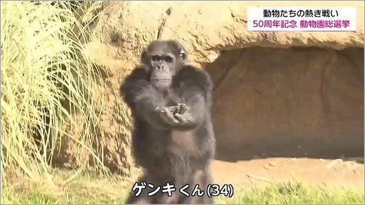 05 チンパンジー