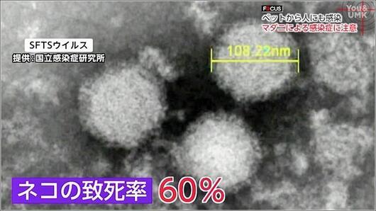 06 致死率60％