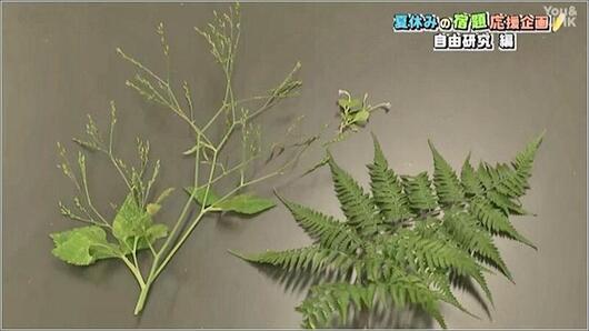 02 植物を集める