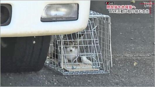 07 野良猫の捕獲 1