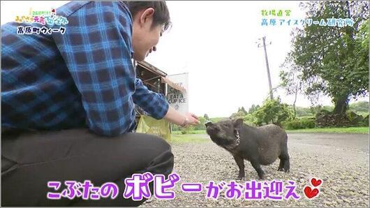 11 小豚のボビー