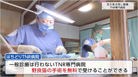 06 はちどりTNR病院 手術のようす