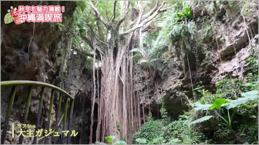 10 ウフシュガジュマル