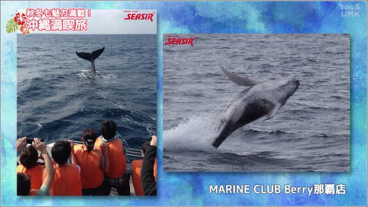 14 ホエールウォッチング