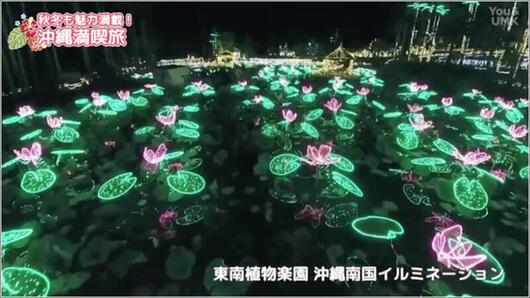 15 南国植物×光のイルミネーション