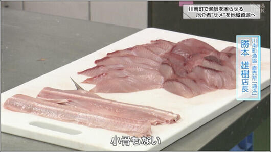 04 サメは軟骨魚類で骨が少ない