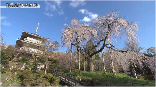 10 日中のしだれ桜 1