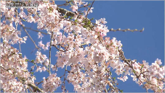 11 日中のしだれ桜 2