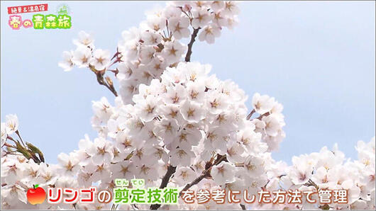 06 弘前の桜の特徴