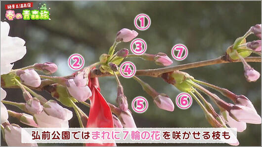 07 7輪の花