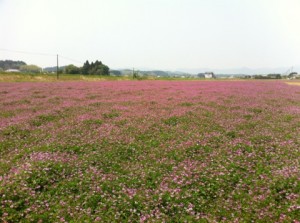 えびのレンゲ畑②