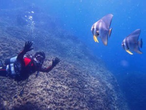 ツバメウオと私（写真撮影・提供　ダイビングショップ　NICE　DIVE）