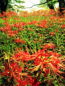 皇子原公園のヒガンバナ