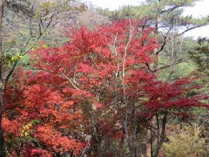 鮮やかな紅葉が　あちこちに