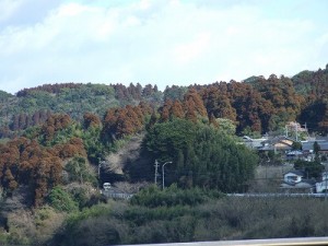 山が茶色に！花粉が飛ぶ日も近い。