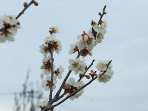 清楚な梅の花、理想のタイプ？