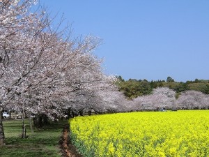 さくらと菜の花、西都原公園