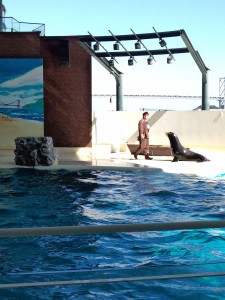 わかりにくいですが下関の水族館にて宮本武蔵とアシカちゃん