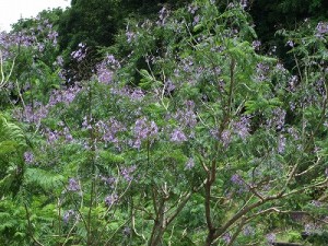 ジャカランダの可憐な花