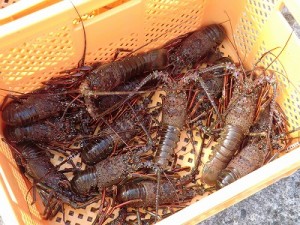 秋の味覚の王様「伊勢えび」