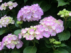 赤紫の花が雨に似合う