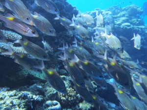 黒島沖のポイントでは様々な種類の魚の群れに遭遇