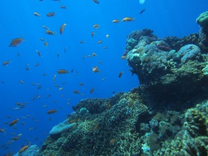 キンギョハナダイの群れ　透明度もよく綺麗でした