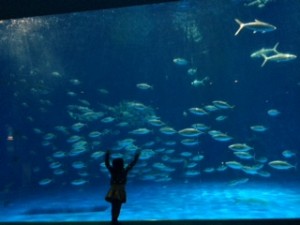 大好きな鹿児島水族館　ジンベイザメの死去に呆然としながらも　大水槽で「ありのままに」を歌いながら魚を操っていました